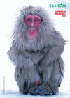 Kid&#39;s Nature Magazines - Issue 40 - The Japanese Archipelago