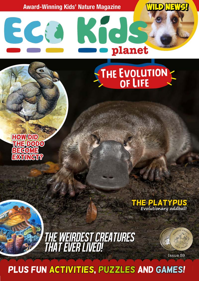 Kid's Nature Magazines - Issue 59 - The Evolution of Life