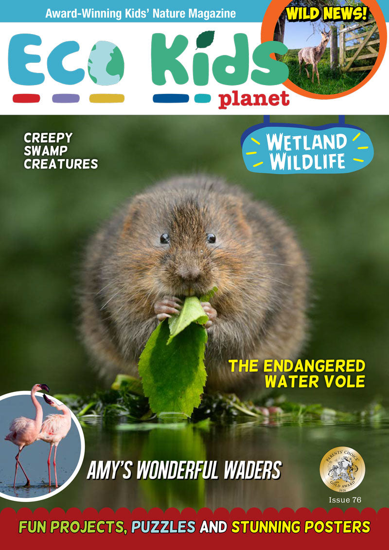 Kid's Nature Magazines – Issue 76 – Wetland Wildlife