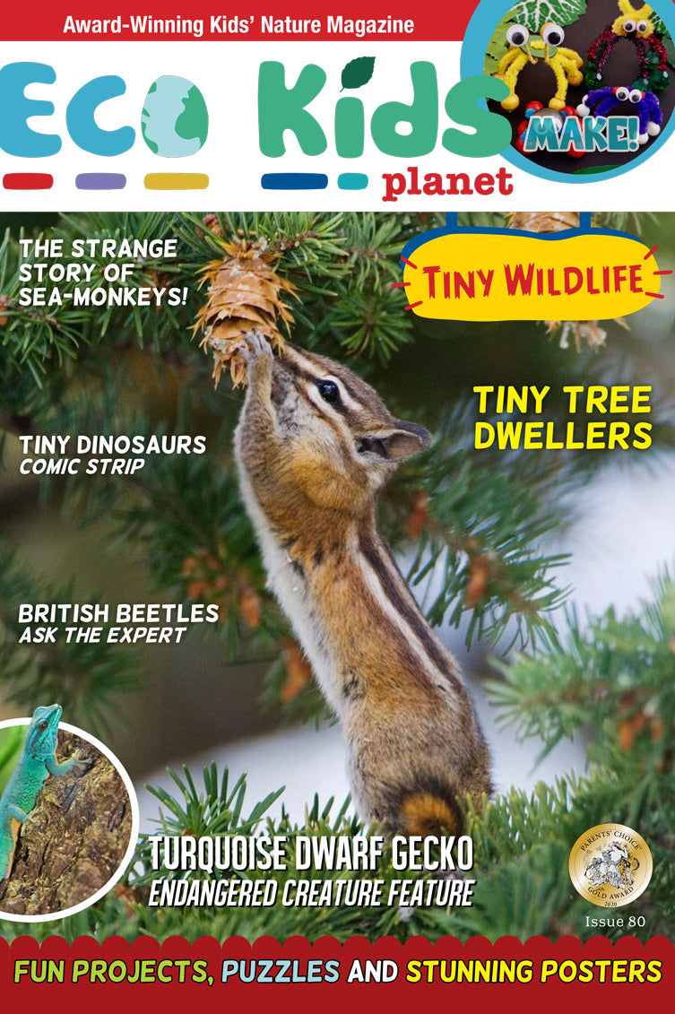 Kid's Nature Magazines – Issue 80 – Tiny Wildlife