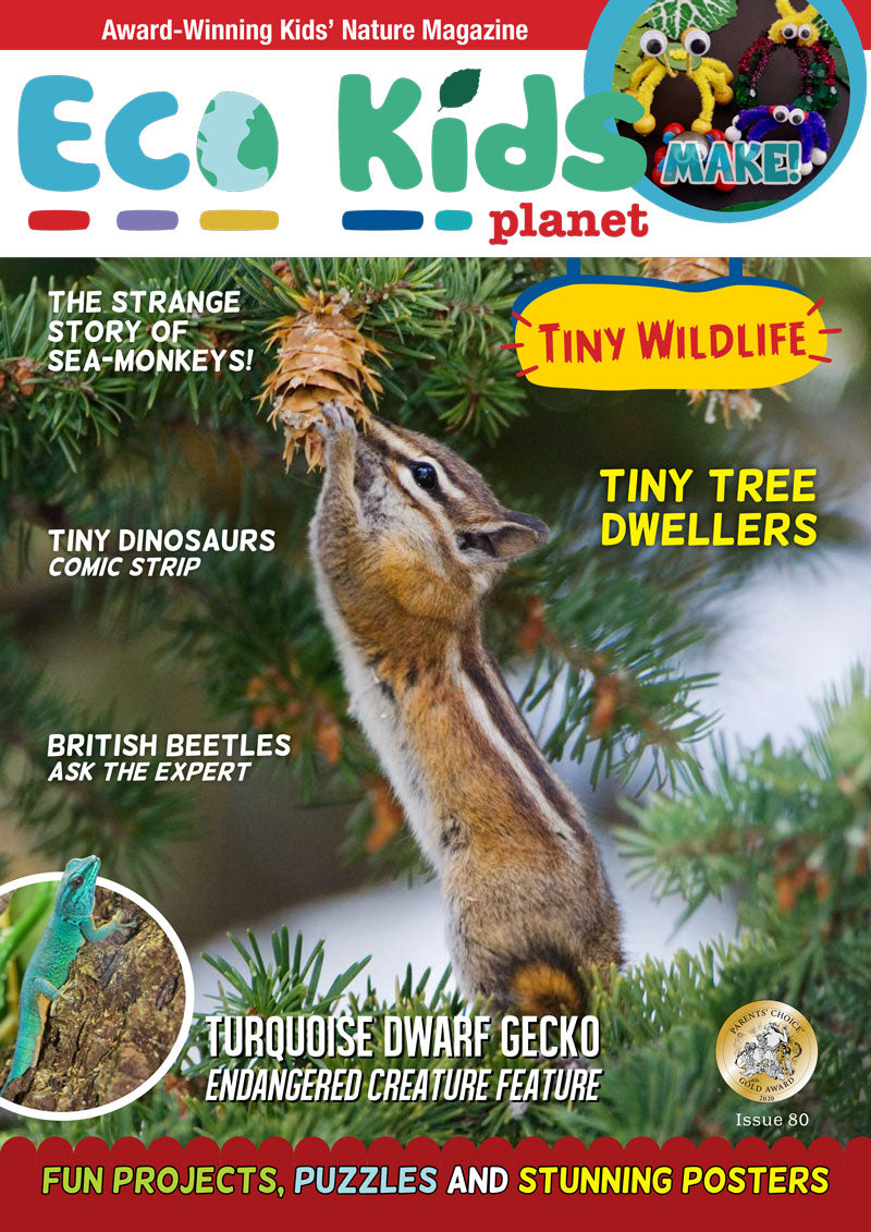 Kid's Nature Magazines – Issue 80 – Tiny Wildlife