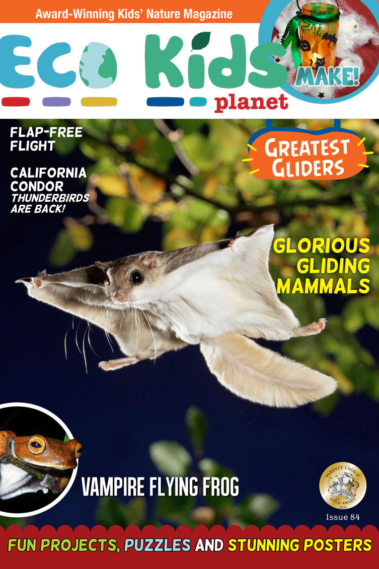 Kid's Nature Magazines – Issue 84 –  Greatest Gliders