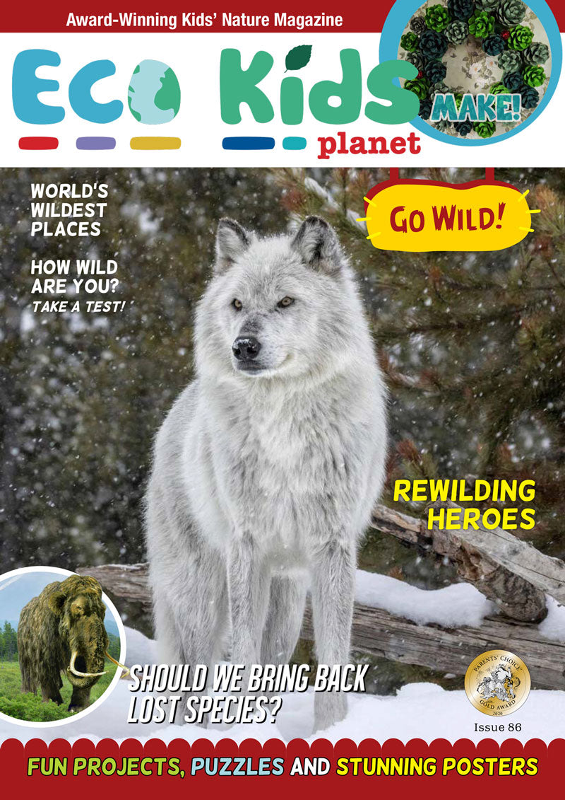 Winter Wildlife Collection - Eco Kids Planet