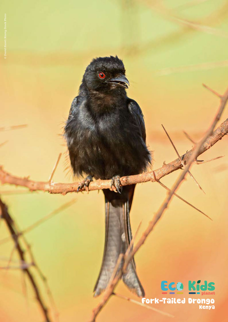 Tricks, Treats &amp; Autumn Feats Bundle - 40% Off