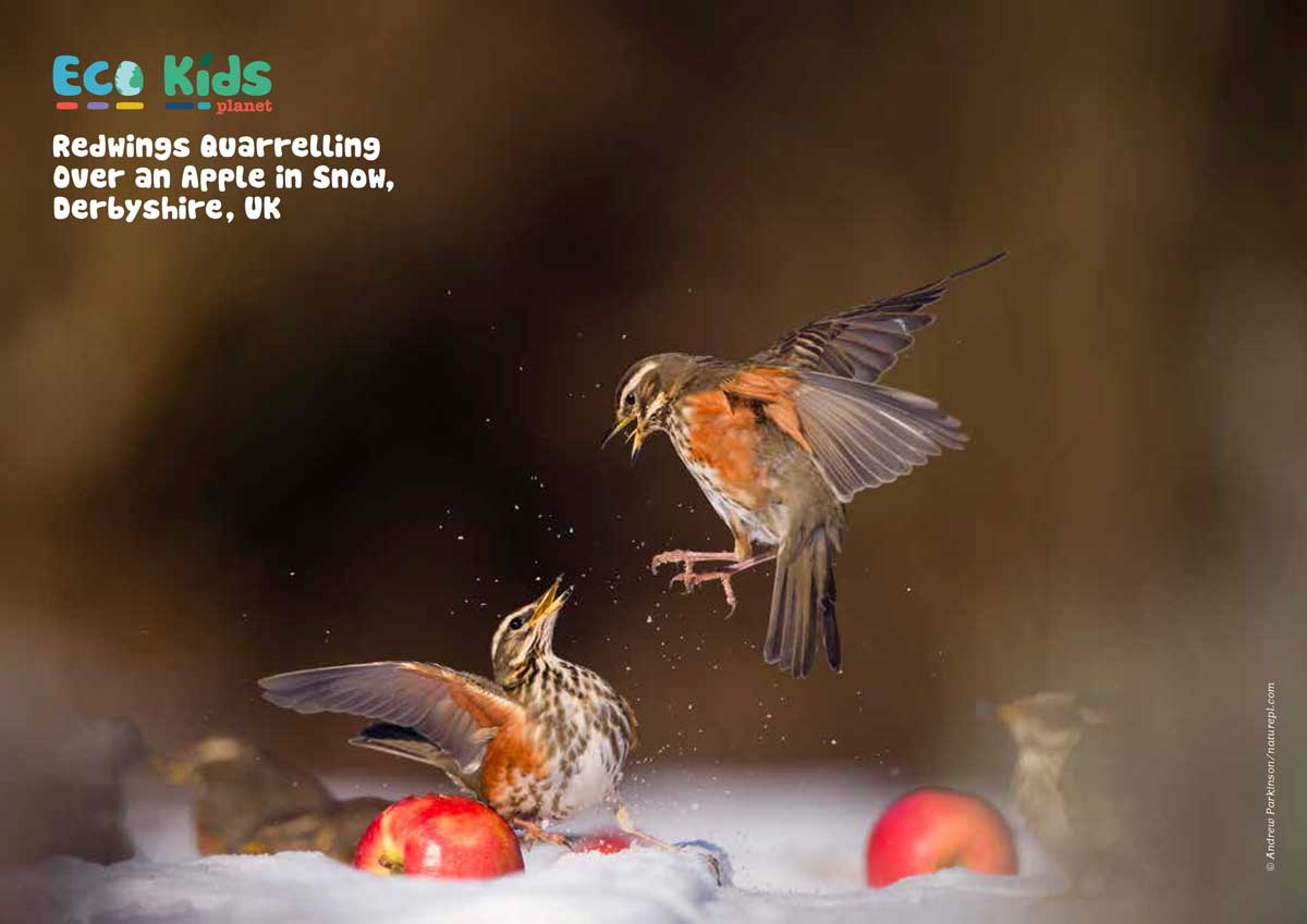 Kid&#39;s Nature Magazines - Issue 49 - British Wildlife